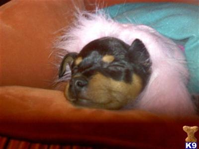 Miniature Pinscher Puppies for Sale